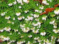 vignette Bruyre blanche fleurs