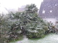vignette Trachycarpus sous la neige, mon jardin
