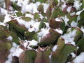 vignette Sarracenia purpurea sous la neige
