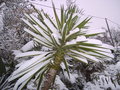 vignette Yucca aloifolia variegata
