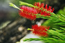 vignette Myrtaceae - Callistemon viminalis