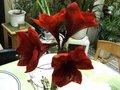 vignette Hippeastrum