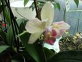 vignette Orchide