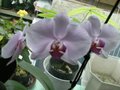 vignette Orchide