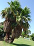 vignette Washingtonia robusta avant nettoyage