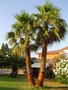 vignette Washingtonia robusta aprs nettoyage