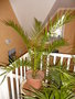 vignette Phoenix canariensis