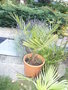 vignette Jubaea chilensis