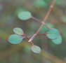 vignette Teucrium parvifolium / Lamiaceae / Nouvelle-Zlande