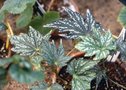 vignette Begonia deliciosa