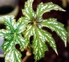 vignette Begonia diadema