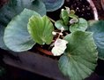 vignette Begonia floccifera