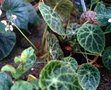 vignette Begonia goegoensis