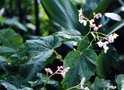 vignette Begonia grandis sinensis