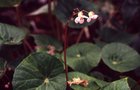 vignette Begonia hernandioides