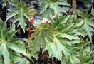 vignette Begonia longialata