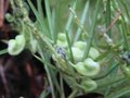 vignette Grevillea gracilis alba au 13 01 10