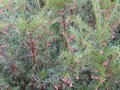 vignette Grevillea rosmarinifolia toujours en forme au 13 01 10