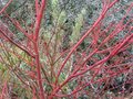 vignette Acer palmatum senkaki et ses belles couleurs de branches au 13 01 10