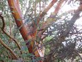 vignette Arbutus andrachnoides gros plan du tronc au 13 01 10