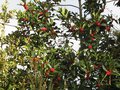 vignette Ilex chesnut leaf couvert de fruits au 13 01 10