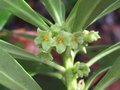 vignette daphne laureola philippi gros plan2 au 13 01 10