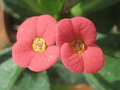 vignette Euphorbia milii rouge