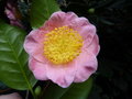 vignette Camellia 'Gosho-zakura' japonica de Higo
