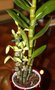 vignette orchide dendrobium type nobile
