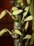 vignette orchide dendrobium type nobile