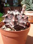 vignette Gymnocalycium stenopleurum