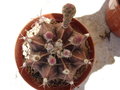 vignette Gymnocalycium stenopleurum