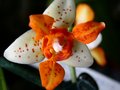 vignette phalaenopsis mini mark 