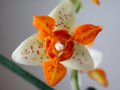 vignette phalaenopsis mini mark 
