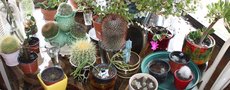 vignette cactus et boutures dans verranda