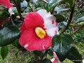 vignette Camlia ' ROBERT LASSON = TSUKY-NO-WA ' camellia japonica