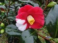 vignette Camlia ' ROBERT LASSON = TSUKY-NO-WA ' camellia japonica
