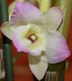 vignette orchide dendrobium la fleur