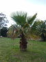 vignette Washingtonia robusta avant nettoyage