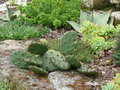 vignette Opuntia humifusa, mon jardin