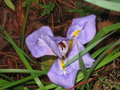 vignette Iris unguicularis - Iris d'Alger
