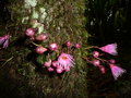 vignette Syzygium cymosum (bois de pomme)