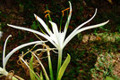 vignette Amaryllidaceae - Lys araigne - Hymenocallis speciosa