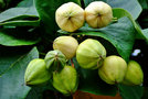 vignette Boraginaceae - Mapou Sebestier - Cordia sebestena