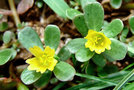vignette Portulacaceae - Pourpier - Portulaca oleracea