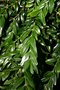 vignette Buxus sempervirens 'Salicifolia'