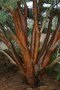 vignette Pinus densiflora 'Umbraculifera'