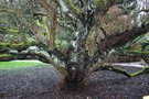 vignette Pterocarya fraxinifolia var. dumosa