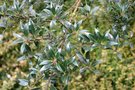 vignette Ilex aquifolium 'Angustifolia'