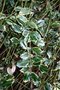 vignette Ilex aquifolium 'Argentea Marginata Pendula'